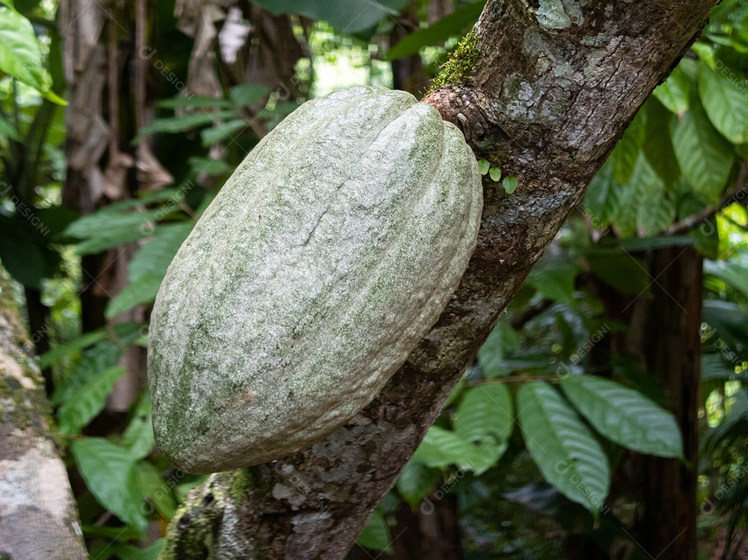 Fazenda de cacau no sul da Bahia, Brasil. Fruto
