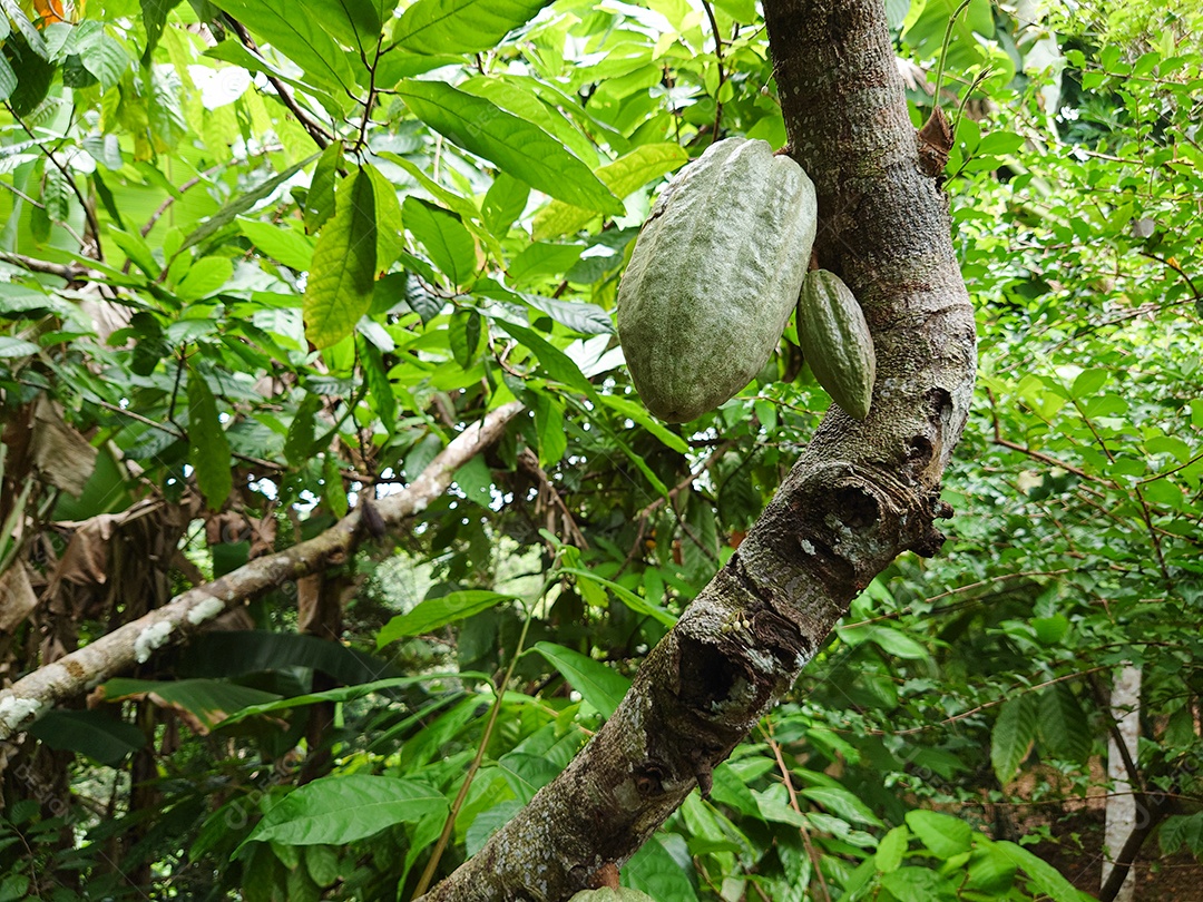 Fazenda de cacau no sul da Bahia, Brasil. Fruto verde