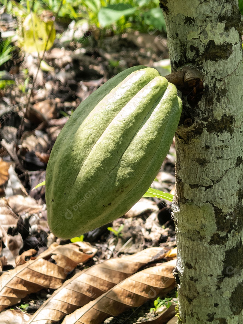 Fazenda de cacau no sul da Bahia, Brasil. Fruto verde no cacau