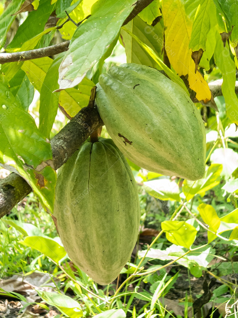 Fazenda de cacau no sul da Bahia, Brasil. Fruto verde no cacau
