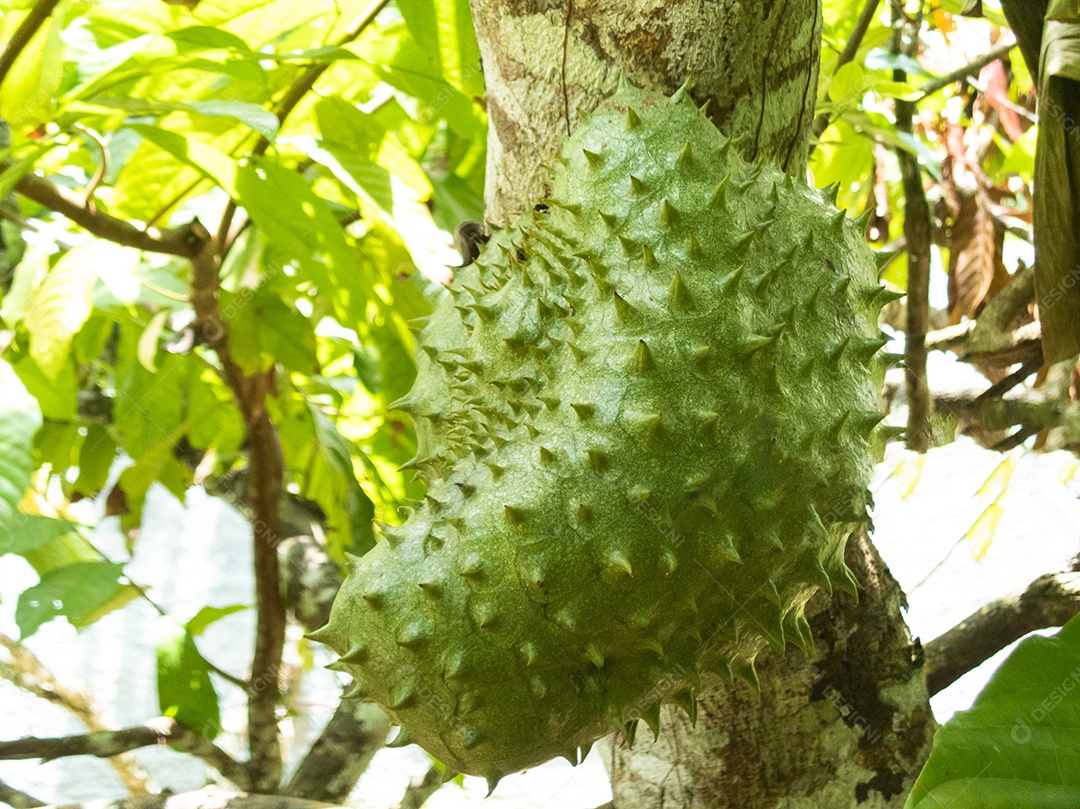 Frutas tropicais frescas verdes