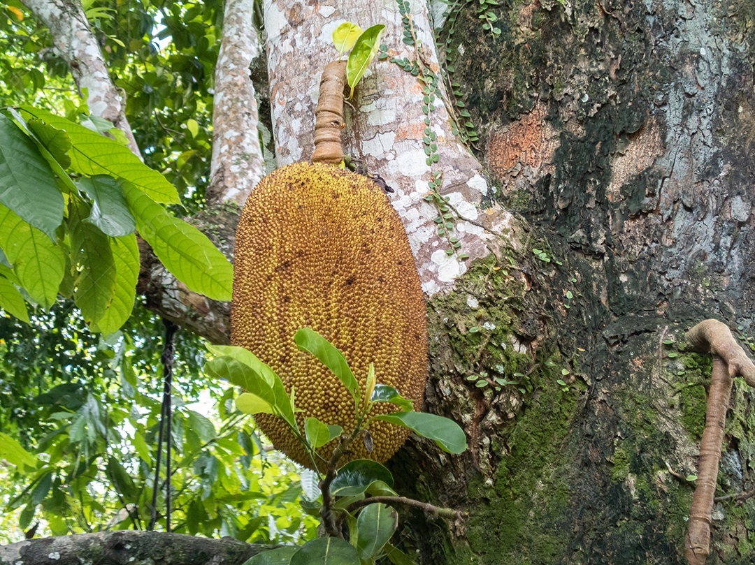 Frutas tropicais frescas verdes Soursop ou Annona muricata ou Sirsak.