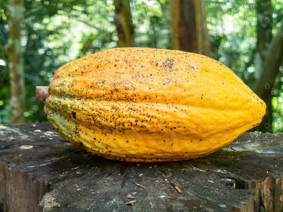 Fruto de cacau amarelo isolado. frutas tropicais brasileiras.