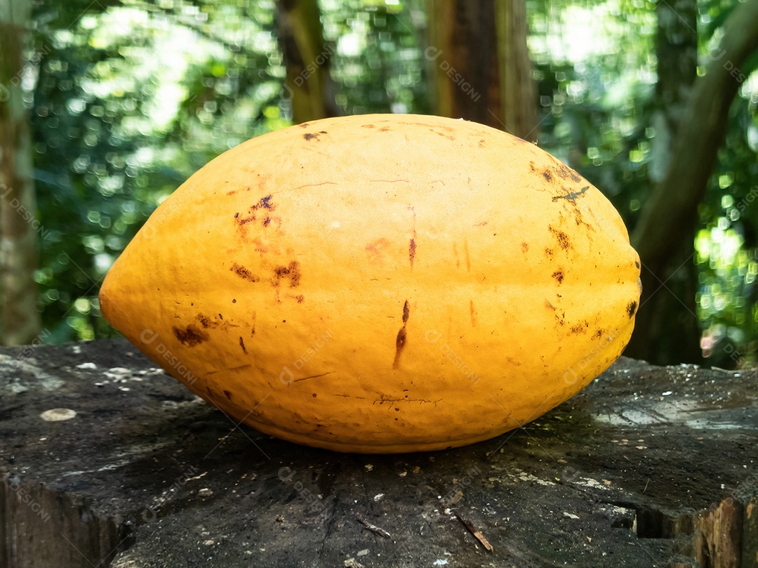 Fruto de cacau amarelo isolado. frutas tropicais brasileiras.