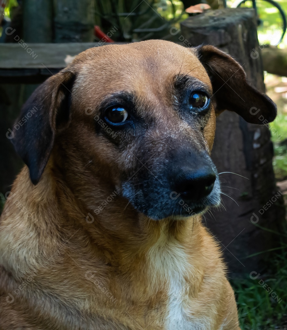 Cão velho com olhar triste. animal abandonado.