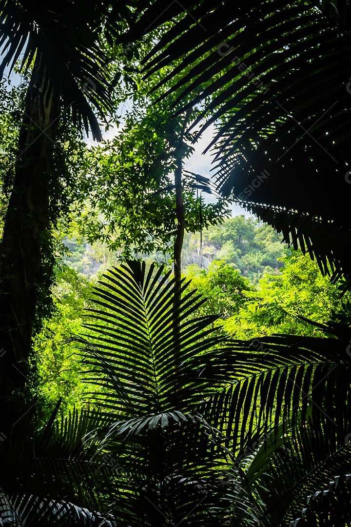 Paisagem da caverna e da árvore Hup Pa Tat, Uthai Thani, Tailândia