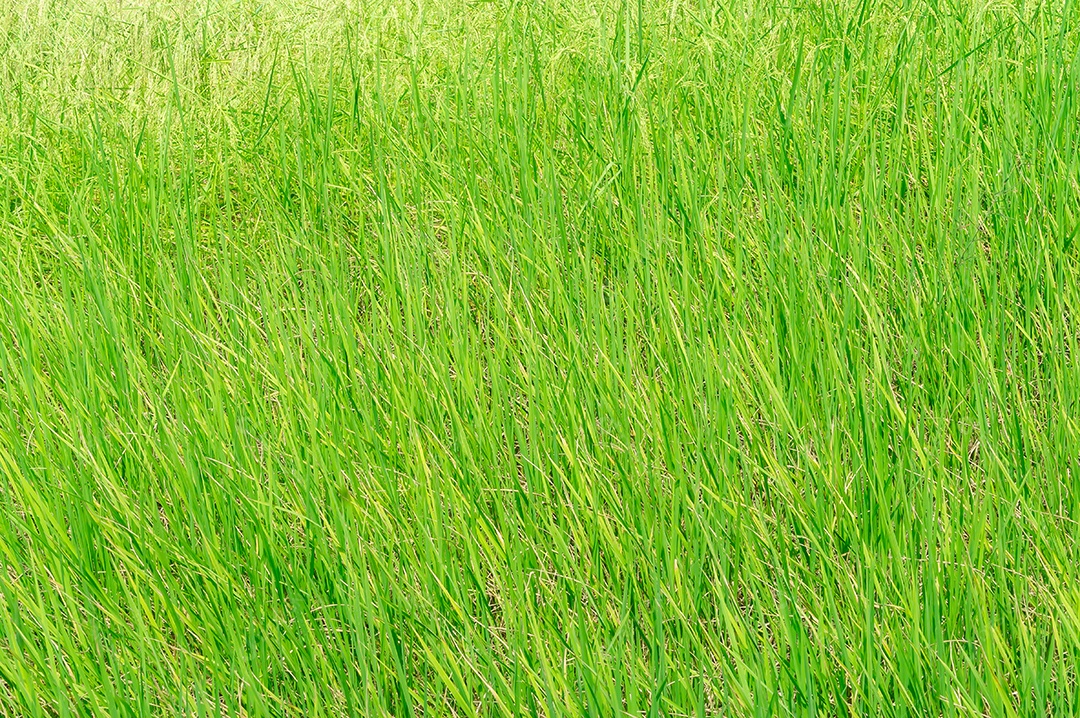 Belo arroz fresco com folhas verdes está começando a fornecer rendimento em arrozais ou campos de arroz no interior da Tailândia.