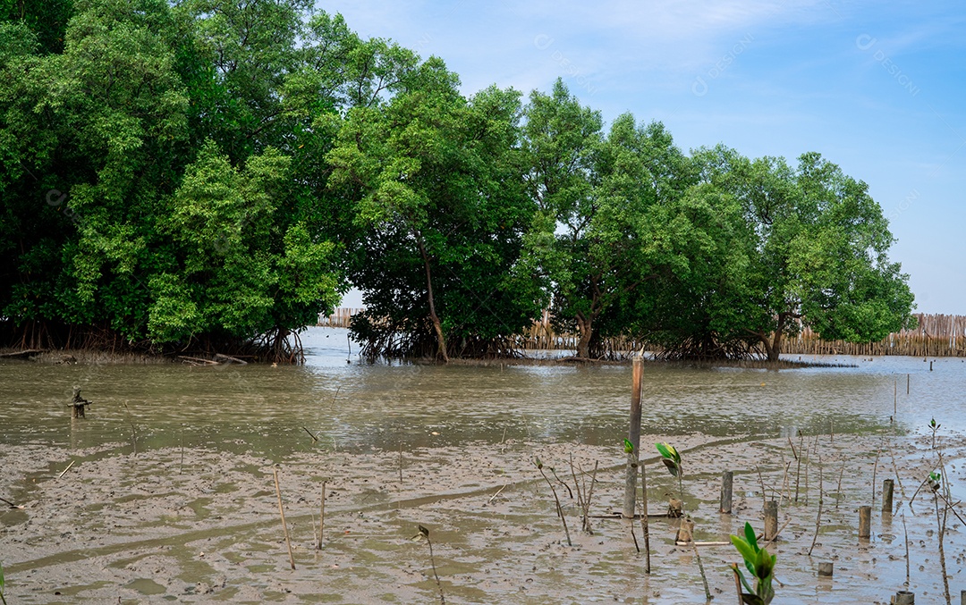 Plantação de árvores de mangue verde na floresta de mangue. Ecossistema de mangue