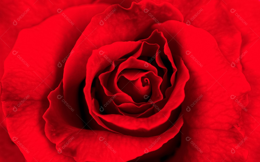 Uma linda rosa vermelha florescente, feliz dia dos namorados