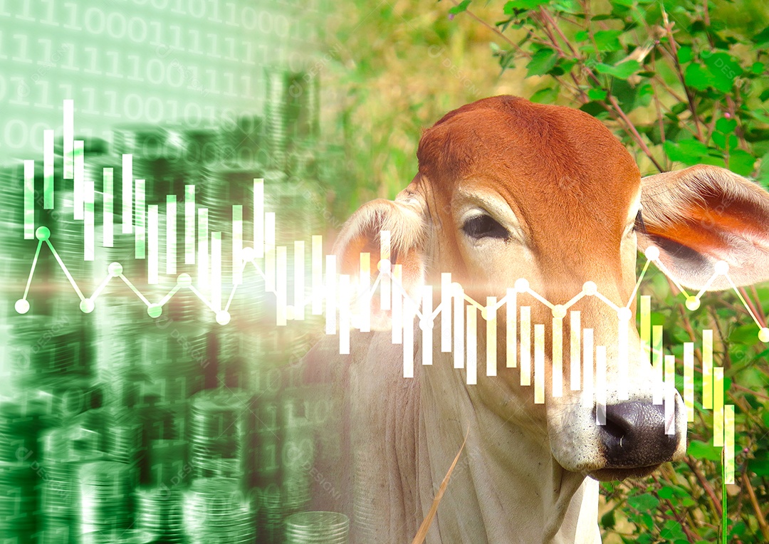 Crise econômica no preço da carne bovina. Colapso financeiro