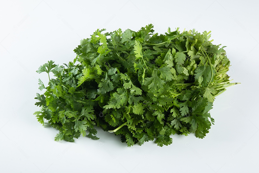 Folhas de coentro verdes frescas no fundo branco
