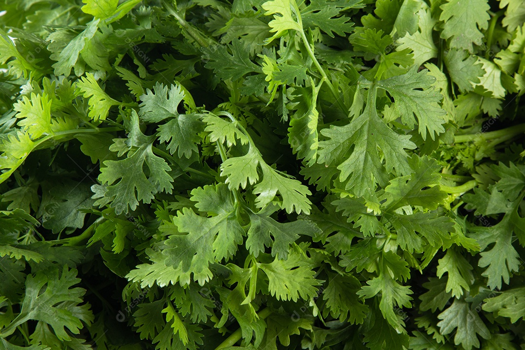 Closeup folhas de coentro verde fresco