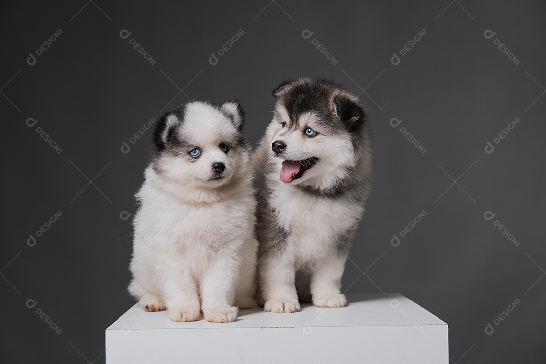 Lindos cachorros de raça husky siberiano