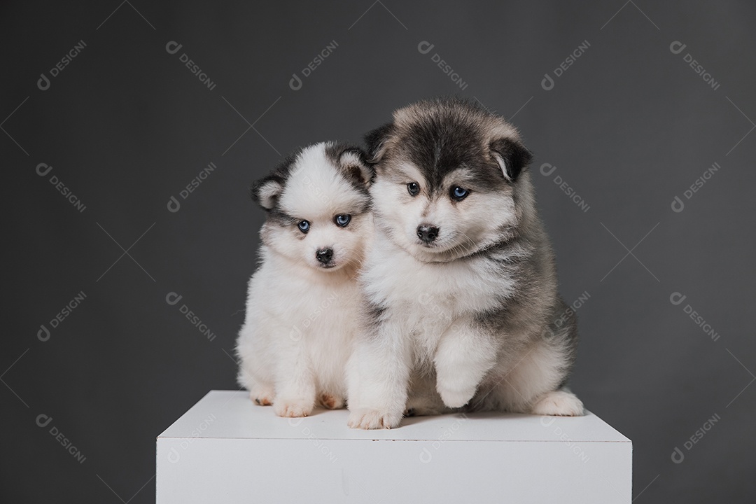 Lindos cachorros de raça husky siberiano