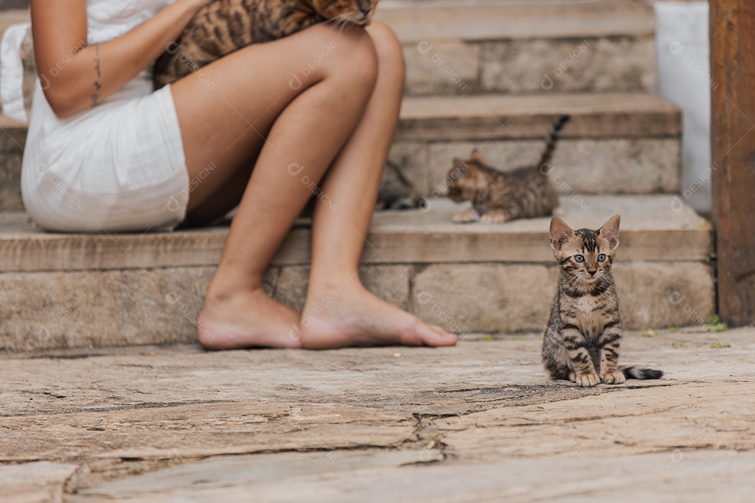 Gatinhos sobre colo de uma pessoa