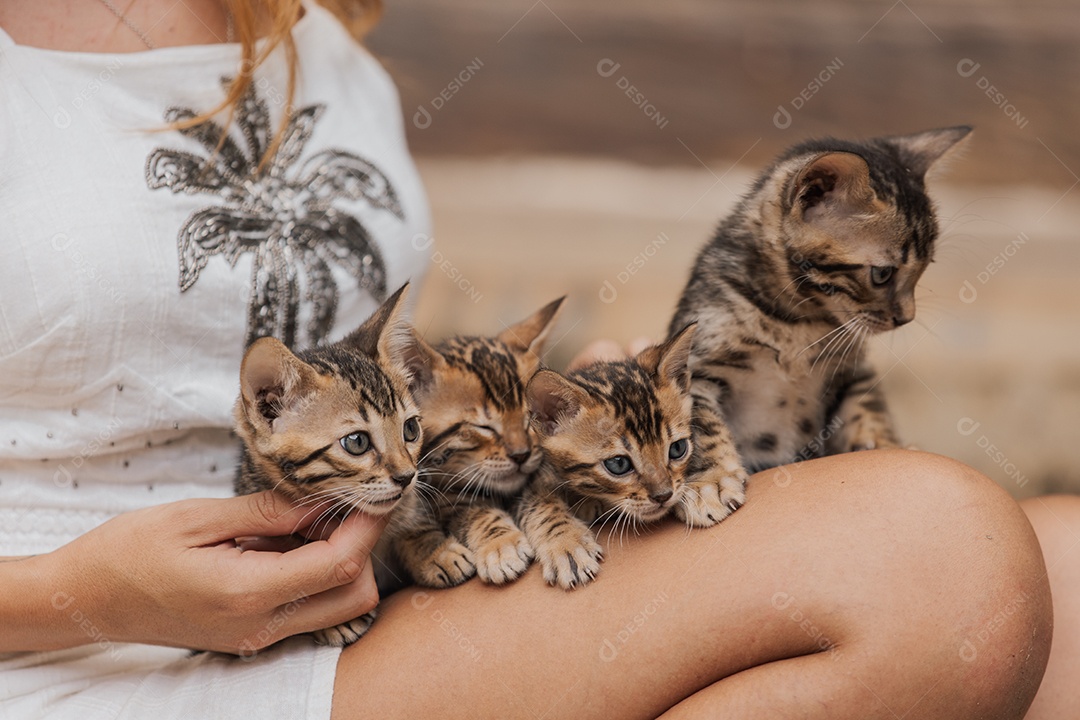 Gatinhos sobre colo de uma pessoa