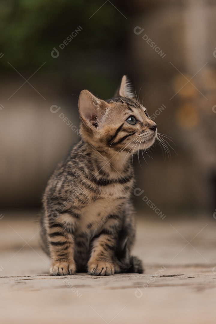 Gatinho sobre um fundo desfocado floresta