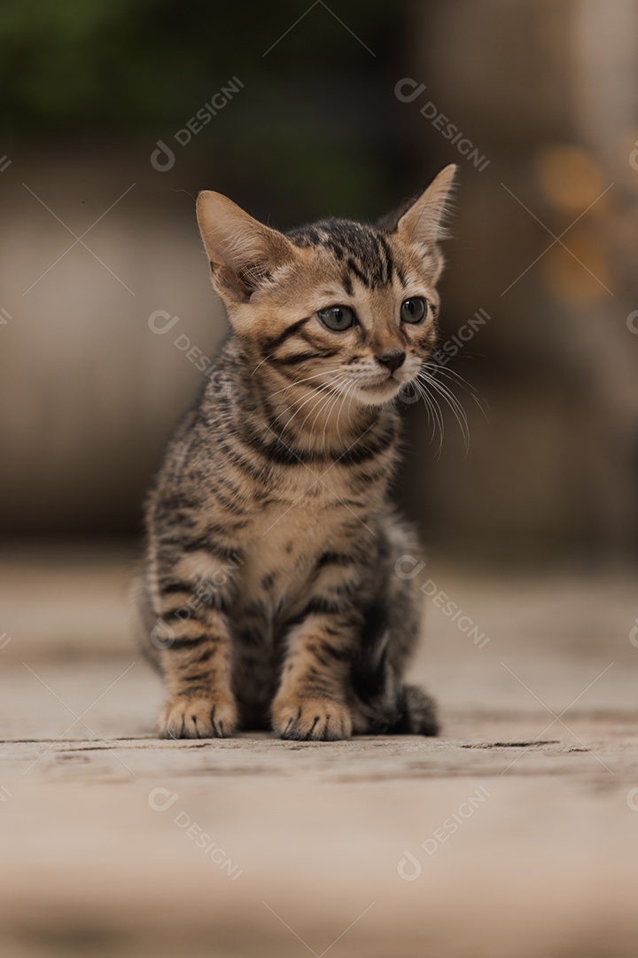 Lindo animal gatinho sobre fundo desfocado desfoque