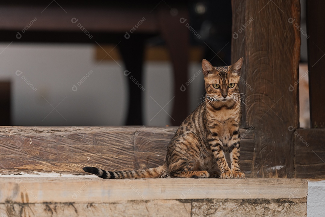 Lindo gatinho bonito sentado sobre uma tabua de madeira