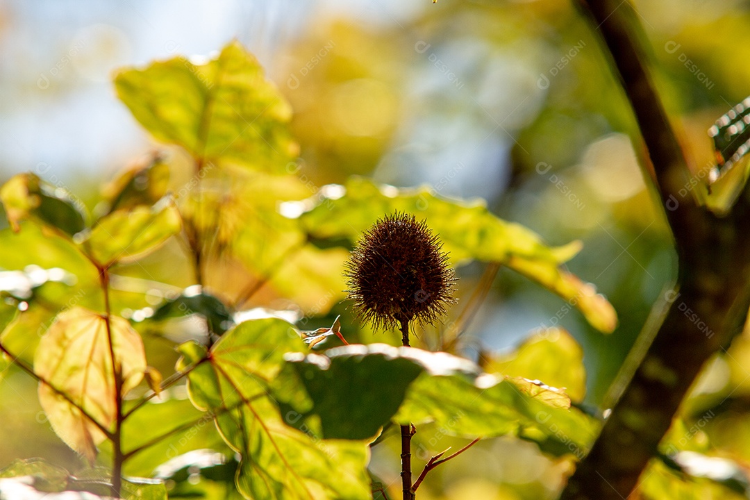 Semente de Allamanda puberula em um jardim no Rio de Janeiro.
