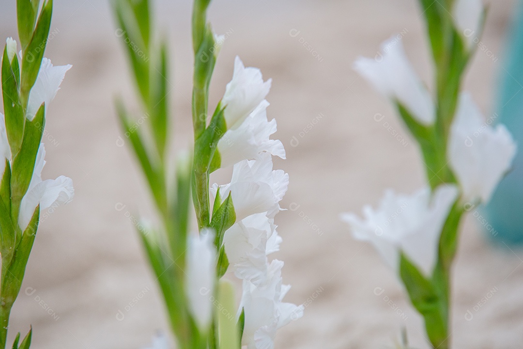 Flores em homenagem a Iemanjá, durante festa na praia de Copacabana.
