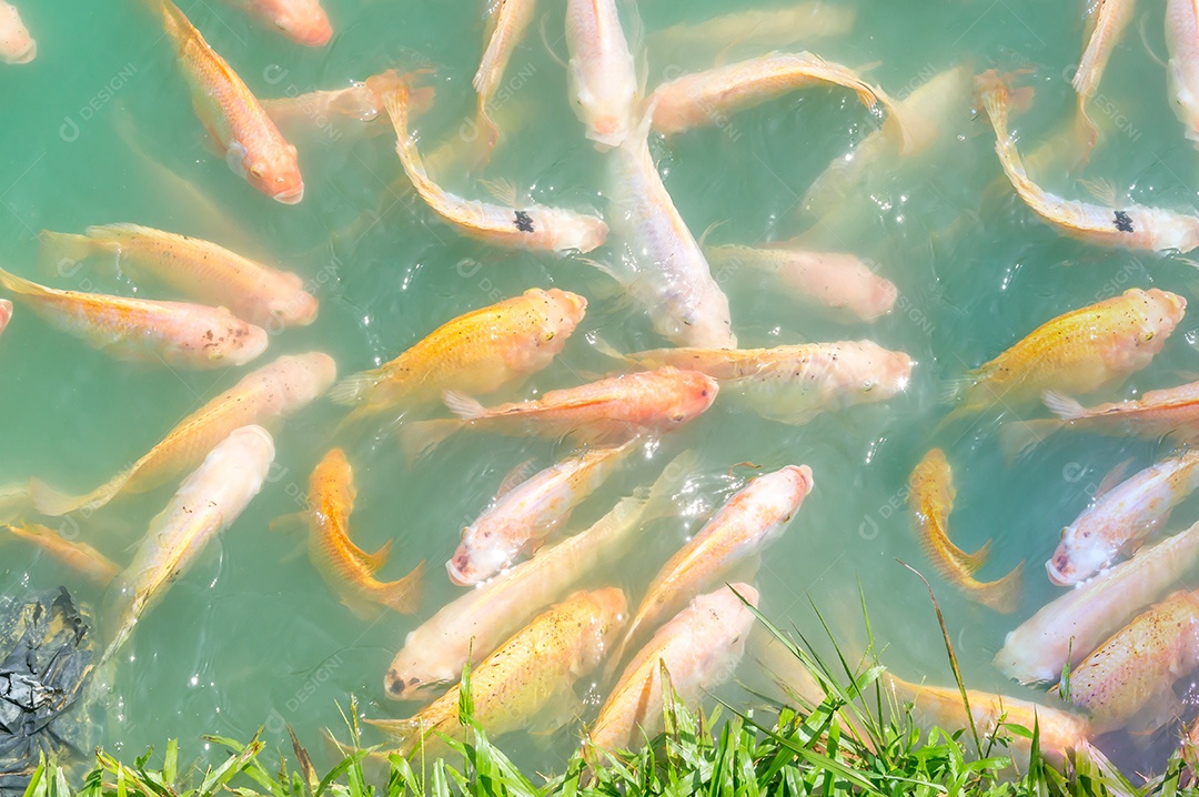 Foto de vista superior, lindas tilápias