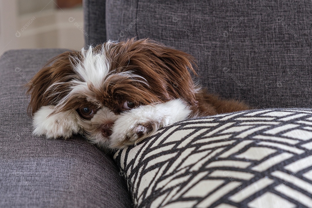 Filhote de cachorro Shih tzu deitado no sofá com uma cara envergonhada.