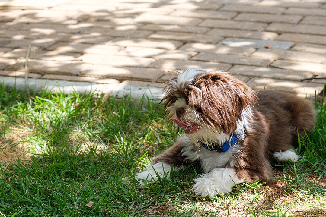 Shih tzu cachorrinho deitado no gramado e despenteado depois de beber agua