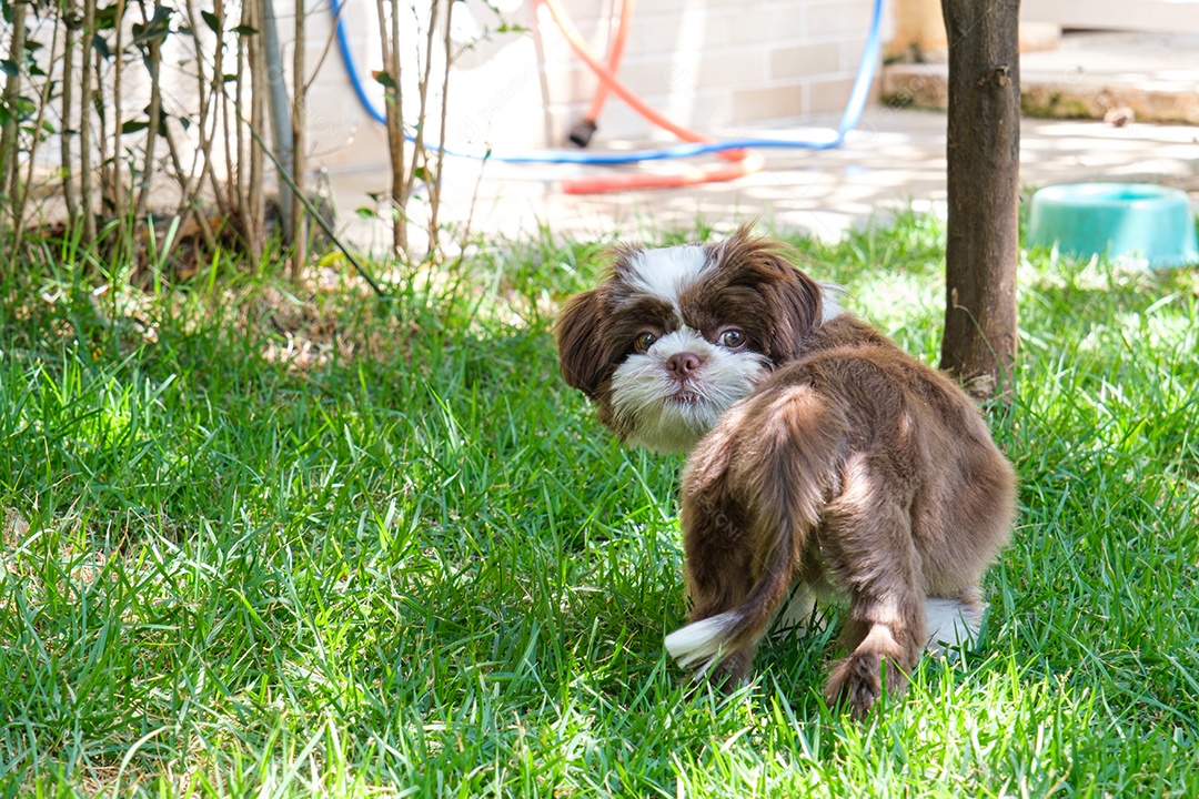 Filhote de cachorro Shih tzu em um gramado, de costas e olhando para trás.