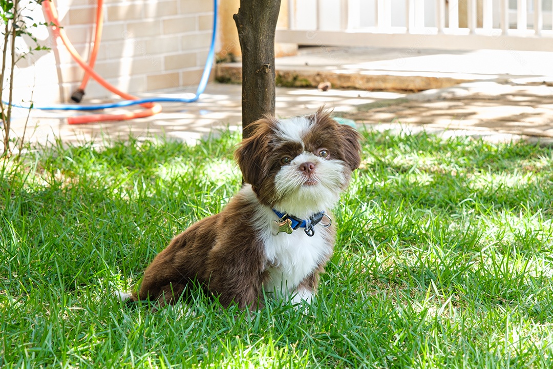 Shih tzu cachorrinho sentado no gramado em um dia ensolarado