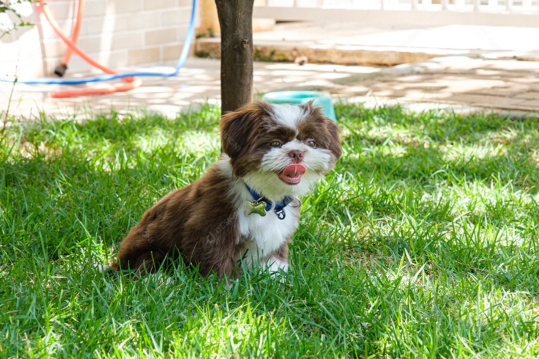 Shih tzu cachorrinho sentado no gramado ensolarado e língua para fora.