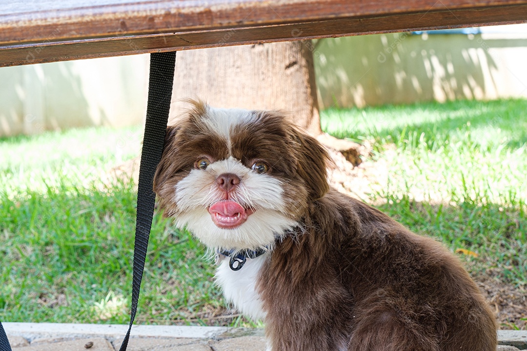 Filhote de cachorro Shih tzu sentado sob o banco do jardim