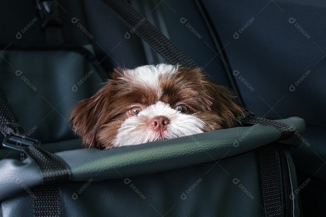 Filhote de cachorro Shih tzu, de frente para a câmera, sobre uma cadeirinha de carro.