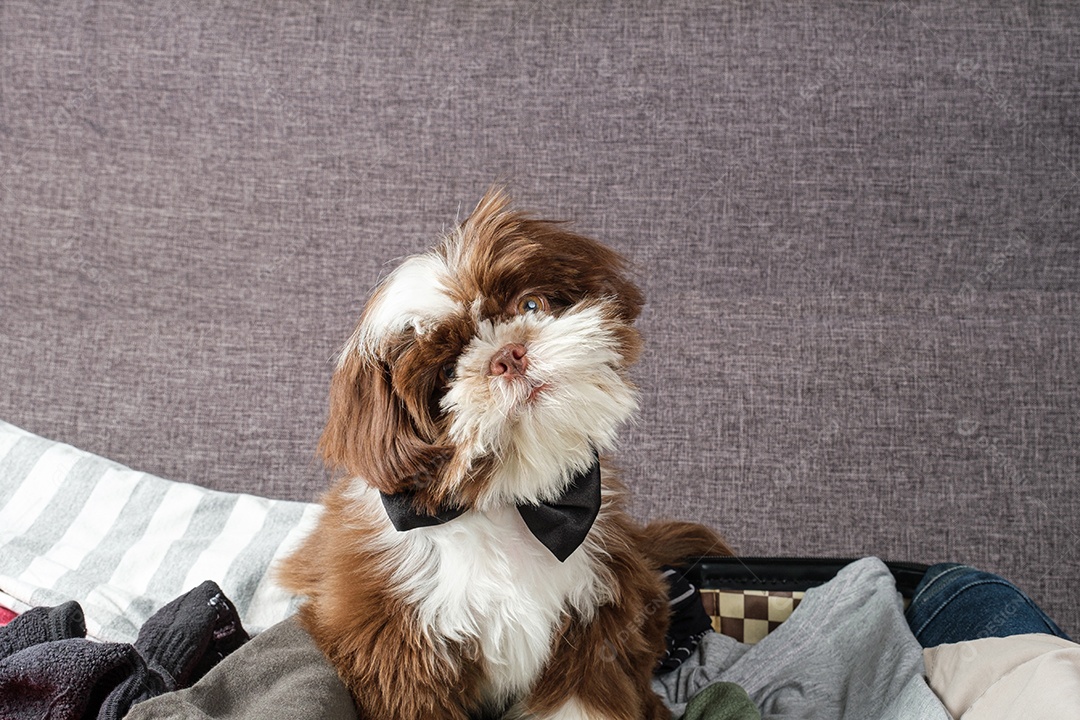 Filhote de Shih tzu com gravata borboleta, dobrando a cabeça