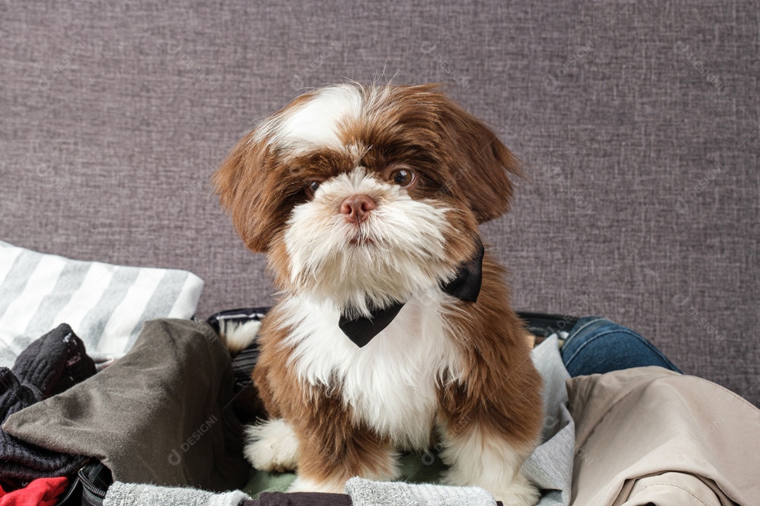 Filhote de cachorro Shih tzu com gravata borboleta, em uma mala aberta.