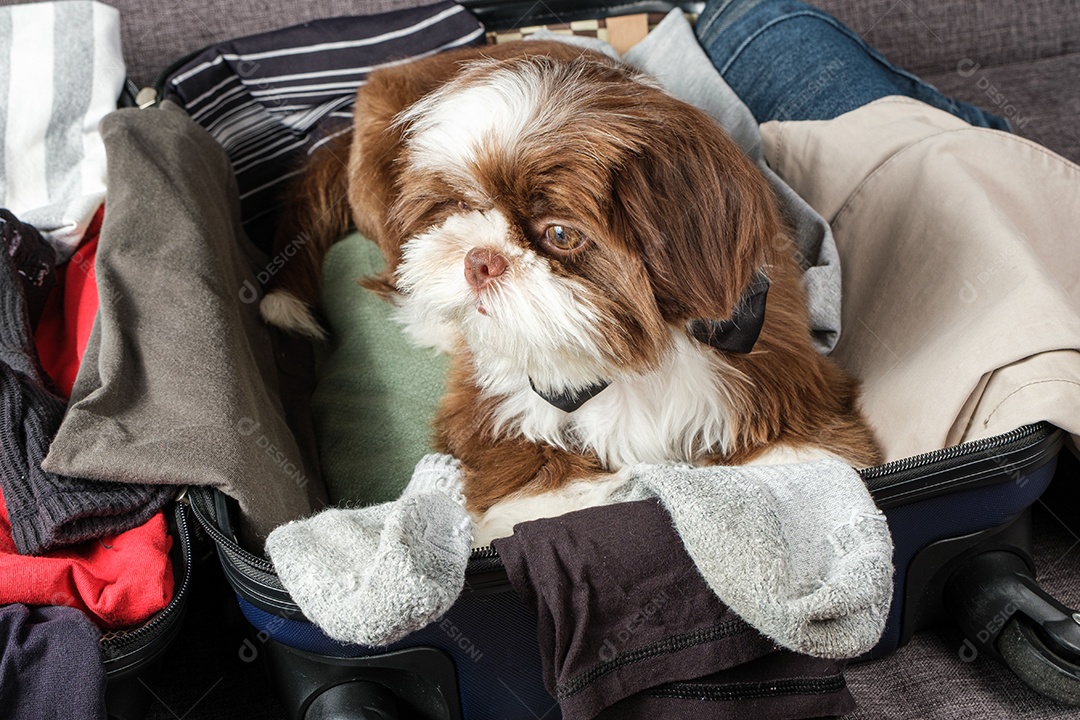 Filhote de Shih tzu vestindo uma gravata borboleta e olhando para o lado
