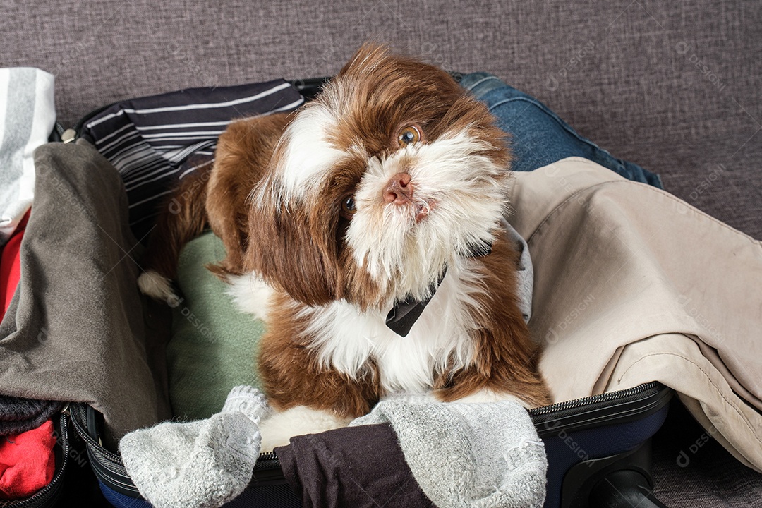 Filhote de cachorro Shih tzu com cara de curioso, em uma mala aberta