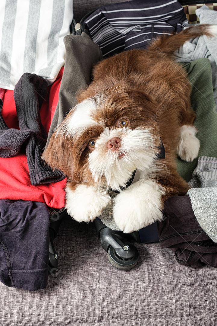 Filhote de cachorro Shih tzu com cara de curioso, em uma mala aberta