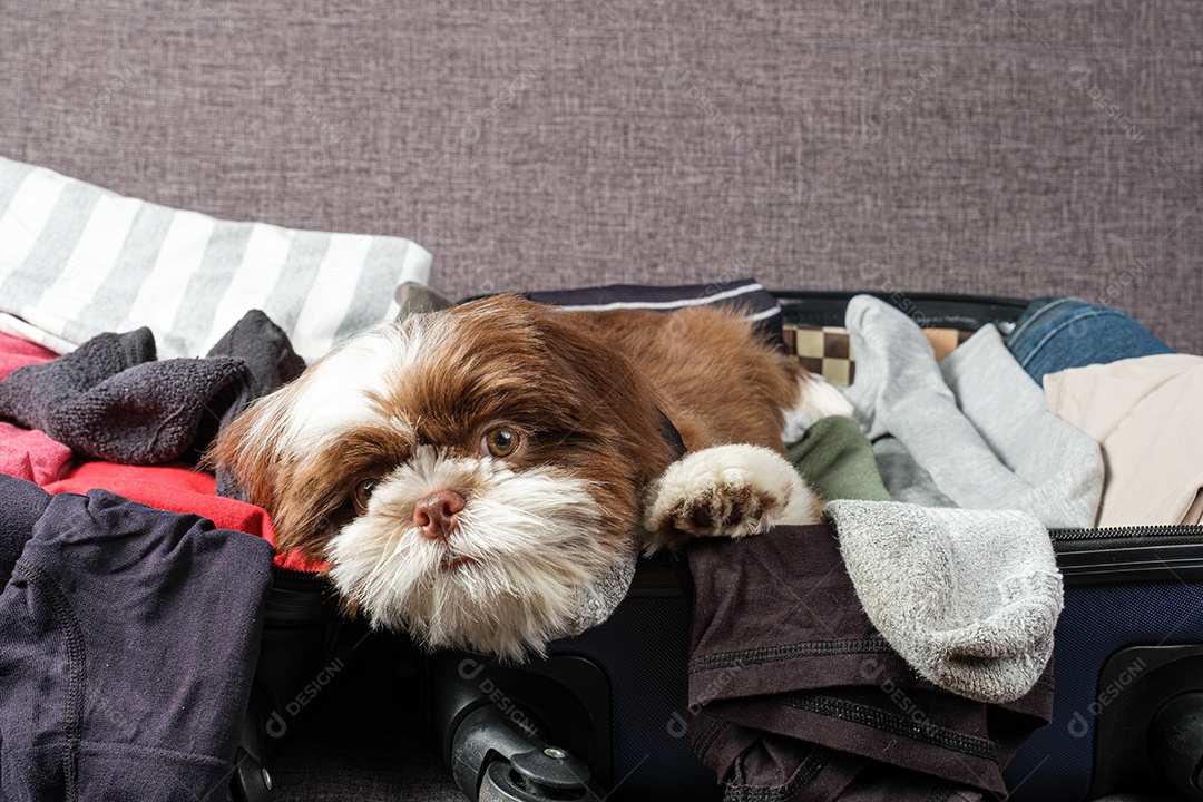 Filhote de cachorro Shih tzu deitado em uma mala aberta