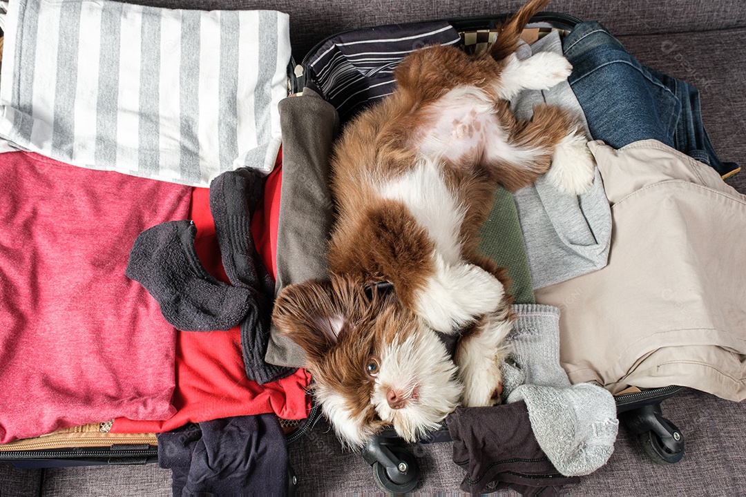 Cachorro Shih tzu deitado de bruços em cima de uma mala aberta.