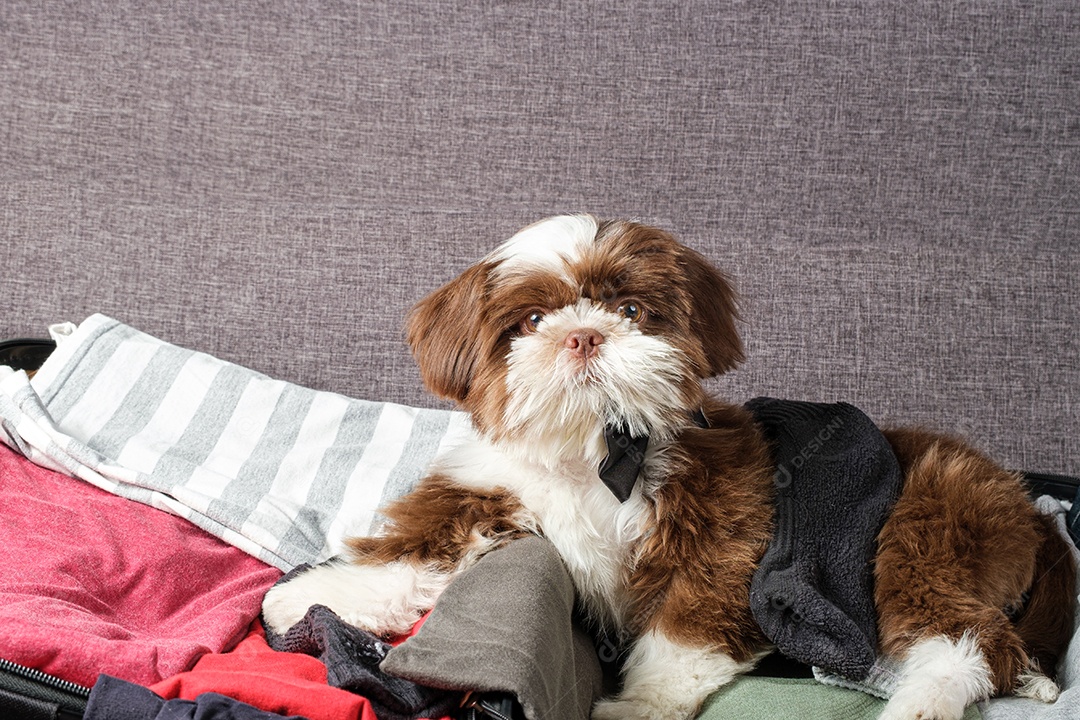 Filhote de cachorro Shih tzu deitado sobre uma mala aberta e uma meia nas costas