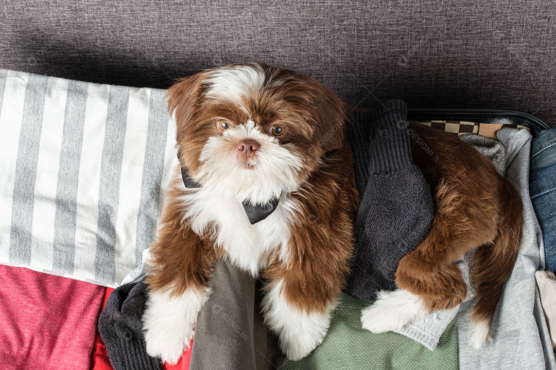 Filhote de cachorro Shih tzu deitado em uma mala aberta e uma meia nas costas