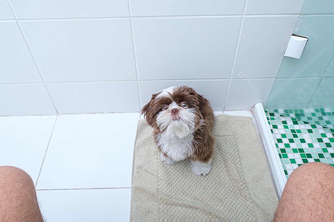 Shih tzu cachorrinho no banheiro assistindo homem sentado no vaso sanitário.