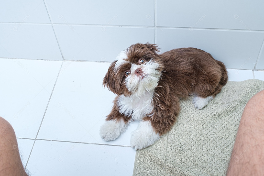 Filhote de cachorro Shih tzu deitado, cabeça virada e observando o homem no banheiro