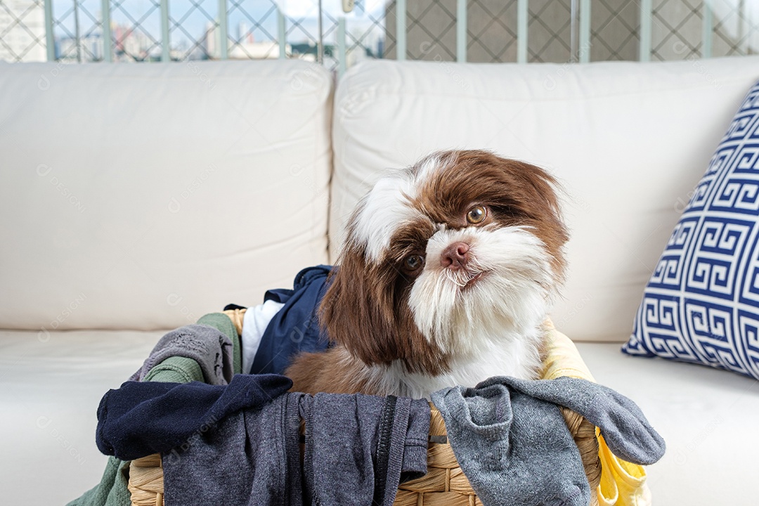 Filhote de Shih tzu dentro de um cesto de roupa suja, dobrando a cabeça e o rosto