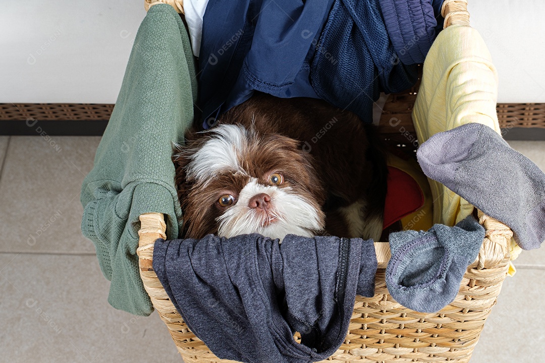 Filhote de Shih tzu deitado dentro de um cesto de roupa suja