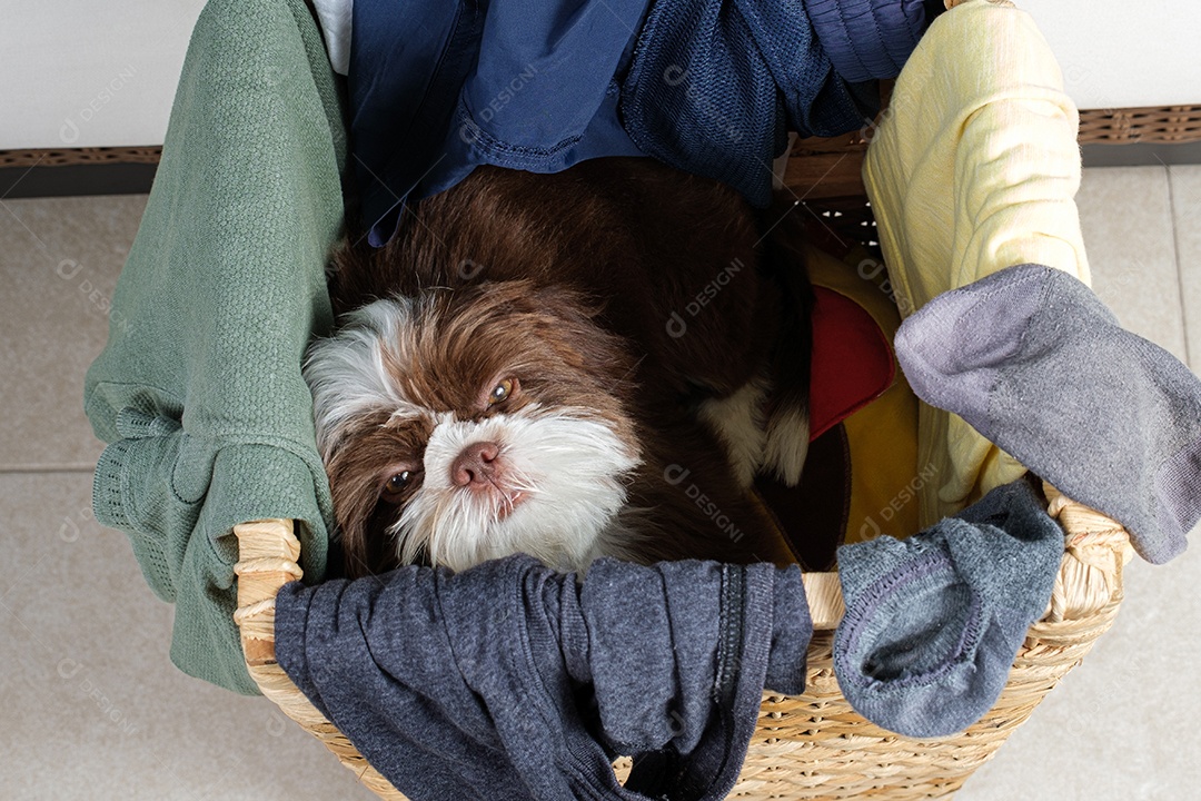 Filhote de cachorro Shih tzu acordando dentro de um cesto de roupa suja