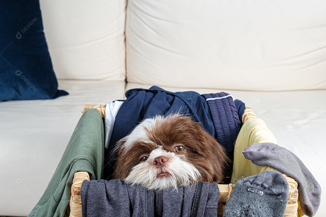 Filhote de cachorro Shih tzu acordando dentro de um cesto de roupa suja