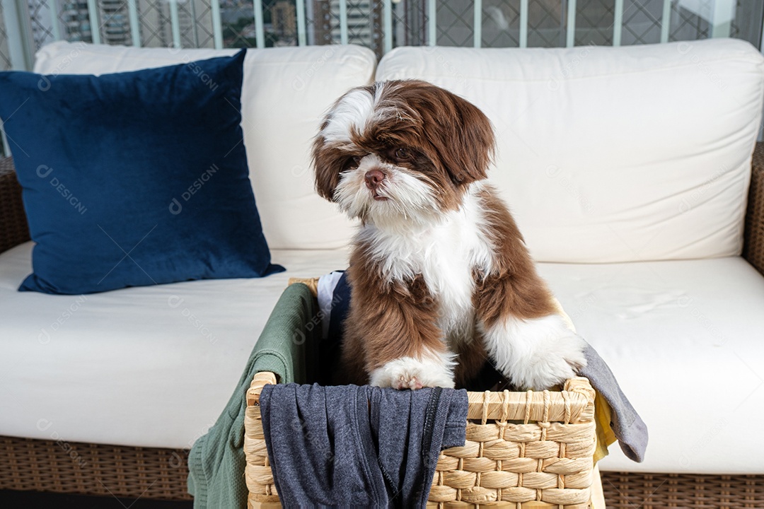 Filhote de cachorro Shih tzu saindo de um cesto de roupa suja e olhando para baixo.