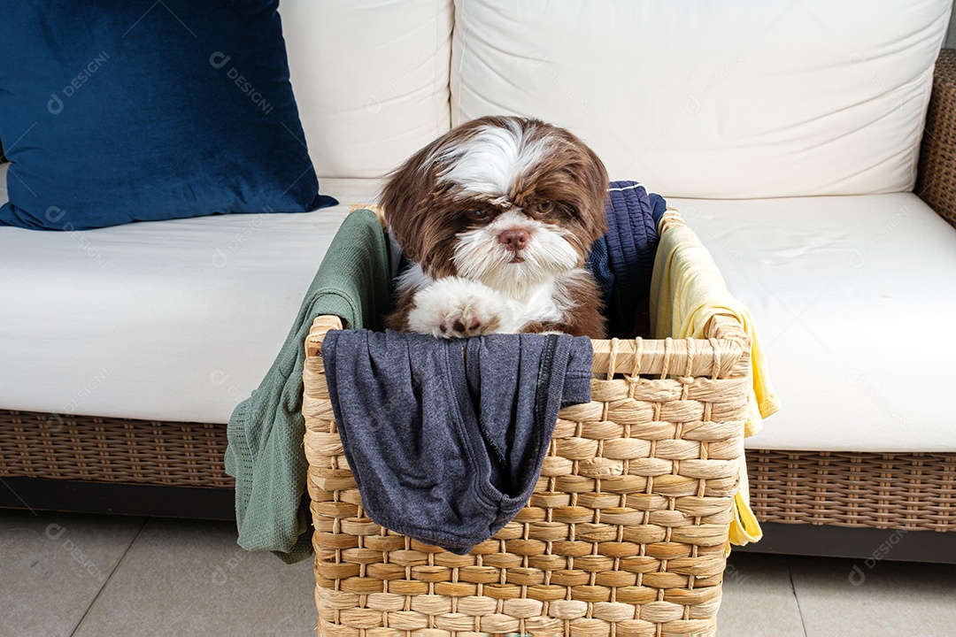 Filhote de Shih tzu dentro de um cesto de roupa suja e olhando para baixo.